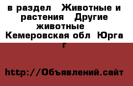  в раздел : Животные и растения » Другие животные . Кемеровская обл.,Юрга г.